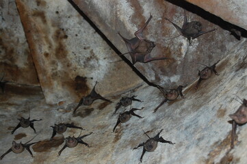 ant on wall