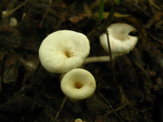 Top View of Tiny Clitocybe Mushrooms in Soil