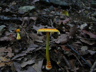 Amanita frostiana Standing in Forest