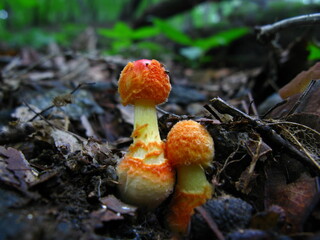 Forest Mushroom with Radiant Gills