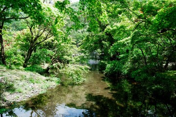 新緑の木に囲まれた小川