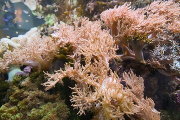 赤茶色のイソギンチャク