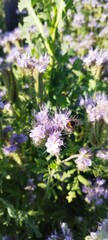Close-up of bees and bumblebees collecting nectar from delicate wildflowers in natural sunlight. Vibrant summer scene full of life and pollination activity.