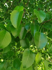 Green leaves background