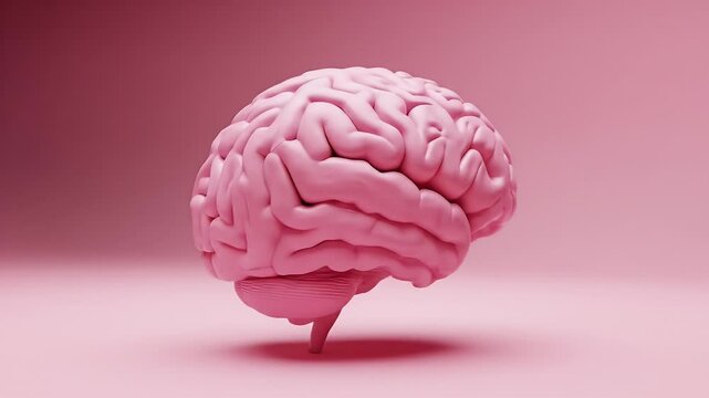Pink Model of Human Brain with Detailed Folds in Soft Lighting for Medical Education and Scientific Presentation