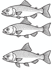 salmon 