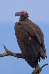 Majestic portrait of a Lappet-faced vulture perched on a branch against a clean blue sky. Captured in Uganda
