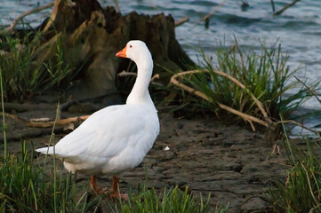 Wild goose standing in the grass by the riverbank. Close-up wildlife shot capturing natural behavior in a serene outdoor setting