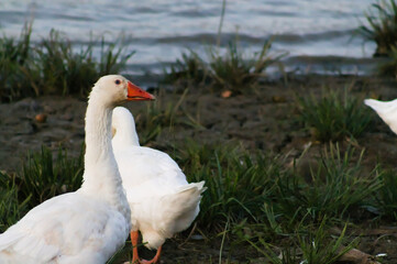 Side-profile close-up of a wild goose standing in grass by the riverbank. Part of the body is out of frame. Captures natural behavior in a calm, outdoor setting.