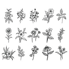 Garden Bloom with Botanical Leaf Plant in Simple Floral Doodle Outline