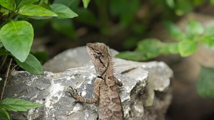 Eutropis multifasciata or lizard or chameleon.
