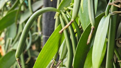 Vanilla green pods ready to harvest.
