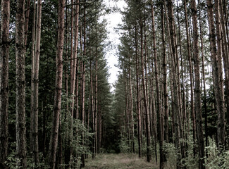 trees in the forest