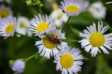 Obraz premium daisies in the garden