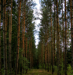 trees in the forest