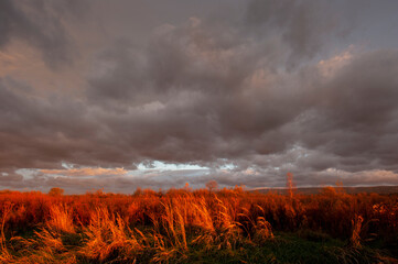 Beautiful sunset over a field with trees in the summer-autumn season. low angle view