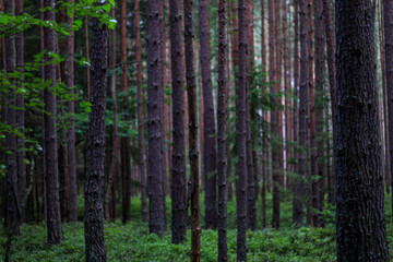 trees in the forest