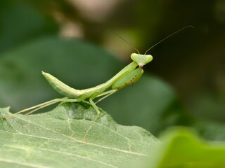 praying mantis on a leaf