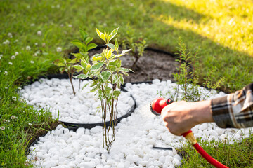Watering garden trees, a man waters plants with a hose	
