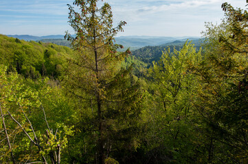 Majestic rocks of a granite rock massif on a summer day. Bright greenery of the reserve and silence.