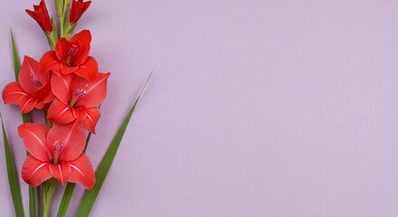 Radiant red gladiolus bloom a symbol of strength on textured lilac