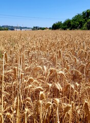 Fields of wheat ready for harvest in the countryside of Bavaria