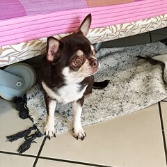 Chihuahua puppy is sitting on the floor. Chihuahua in the room