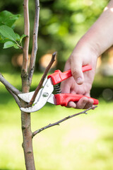 sanitary pruning of garden trees, apple tree pruning, a gardener cuts off a dry branch with pruning...