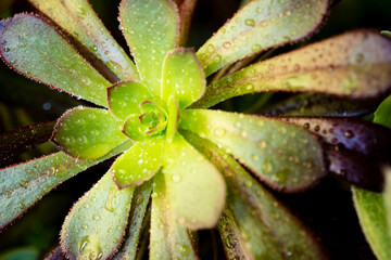 Close-up of a plant called Aeonium Arboretum