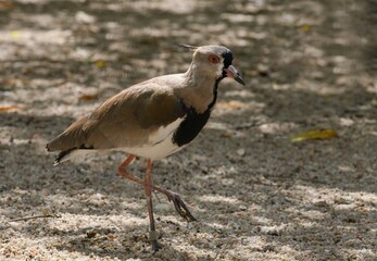 southern lapwing