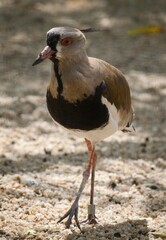 southern lapwing