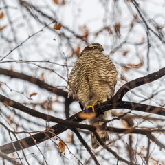 A Eurasian sparrowhawk perched on a branch of a tree outdoors.