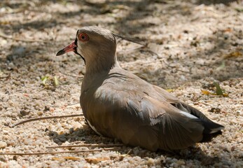 southern lapwing