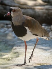 southern lapwing