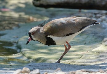 southern lapwing