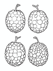 two row  Fruit longan 