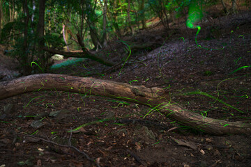 Magical Fireflies Dancing in the Summer Forest at Dusk.
Atmospheric photograph capturing glowing fireflies lighting up a serene forest during a warm summer night. 