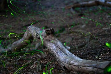 Magical Fireflies Dancing in the Summer Forest at Dusk.
Atmospheric photograph capturing glowing fireflies lighting up a serene forest during a warm summer night. 