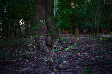 Magical Fireflies Dancing in the Summer Forest at Dusk.
Atmospheric photograph capturing glowing fireflies lighting up a serene forest during a warm summer night. 