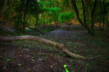 Magical Fireflies Dancing in the Summer Forest at Dusk.
Atmospheric photograph capturing glowing fireflies lighting up a serene forest during a warm summer night. 