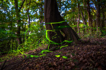 Magical Fireflies Dancing in the Summer Forest at Dusk.
Atmospheric photograph capturing glowing fireflies lighting up a serene forest during a warm summer night. 