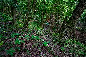 Magical Fireflies Dancing in the Summer Forest at Dusk.
Atmospheric photograph capturing glowing fireflies lighting up a serene forest during a warm summer night. 