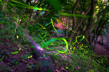Magical Fireflies Dancing in the Summer Forest at Dusk.
Atmospheric photograph capturing glowing fireflies lighting up a serene forest during a warm summer night. 