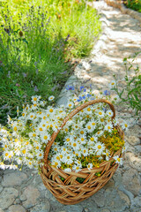 A woven basket filled with a lush bouquet of wild chamomile and St. John's wort stands on a handmade stone garden path. Surrounded by natural greenery and summer flowers, this idyllic countryside scen