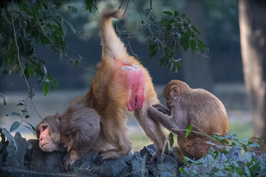 Pair of monkeys engaging in classic grooming behavior in a zoo
