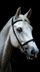 Obraz premium Majestic white horse in detailed bridle showcases beauty in low light setting