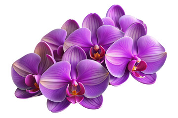 Obraz premium Cluster of vibrant purple orchids with delicate petals isolated on transparent background