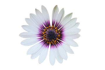 Obraz premium a white flower with purple center on a white background