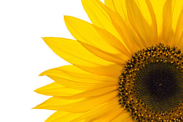 Obraz premium a sunflower with a white background and a yellow center