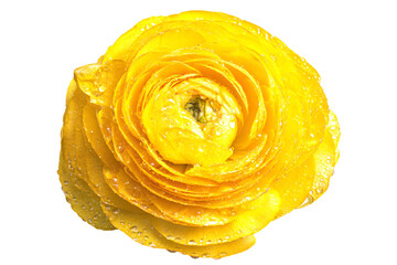 a yellow flower with water droplets on it